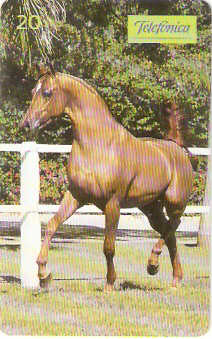 SP-0198M - Árabe é Movimento